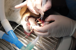 Zahnbehandlung bei einem sedierten Hund durch eine Tierärztin mit Spezialinstrumenten.