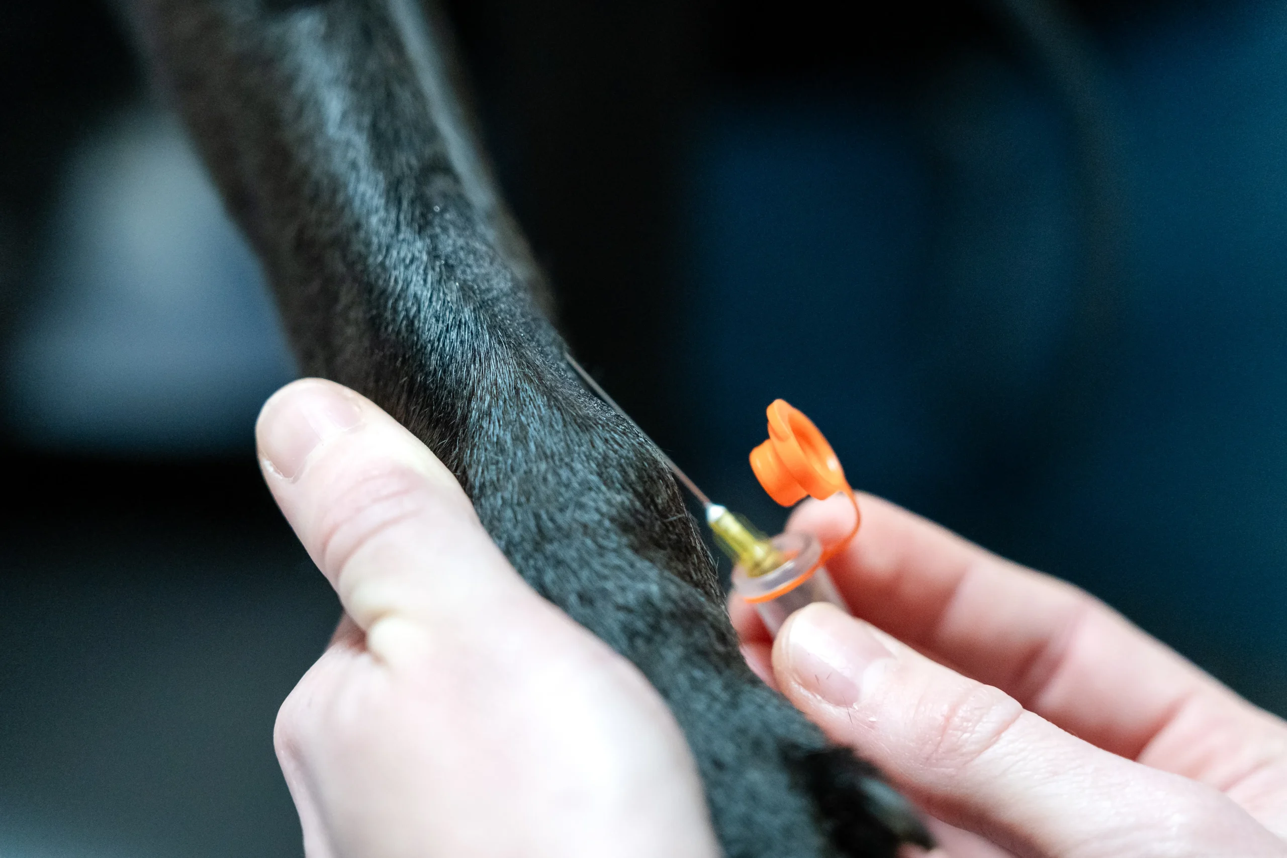 Blutentnahme bei einem Hunde.