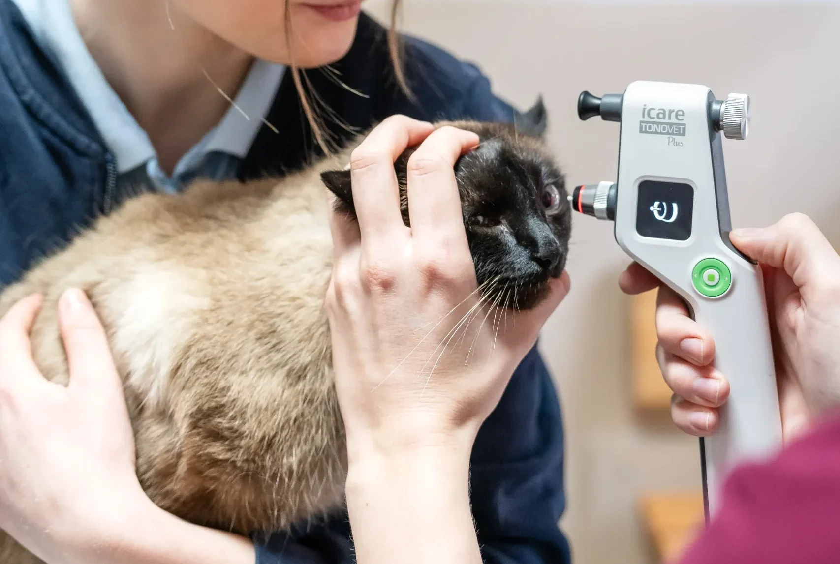 Tierärztliche Augenuntersuchung bei einer Katze mit Spezialgerät.