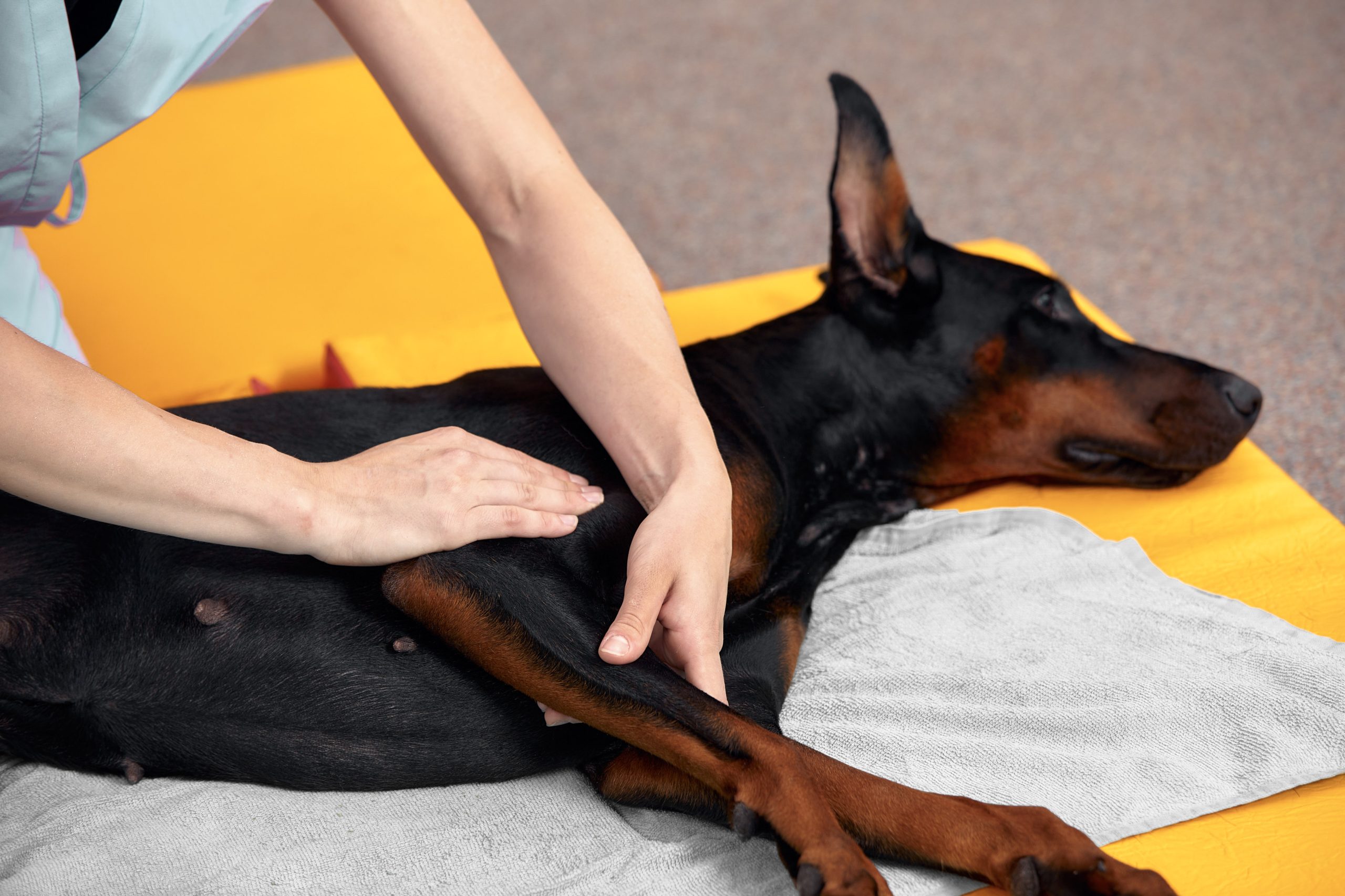 Physiotherapeutin behandelt die Pfote eines Hundes.