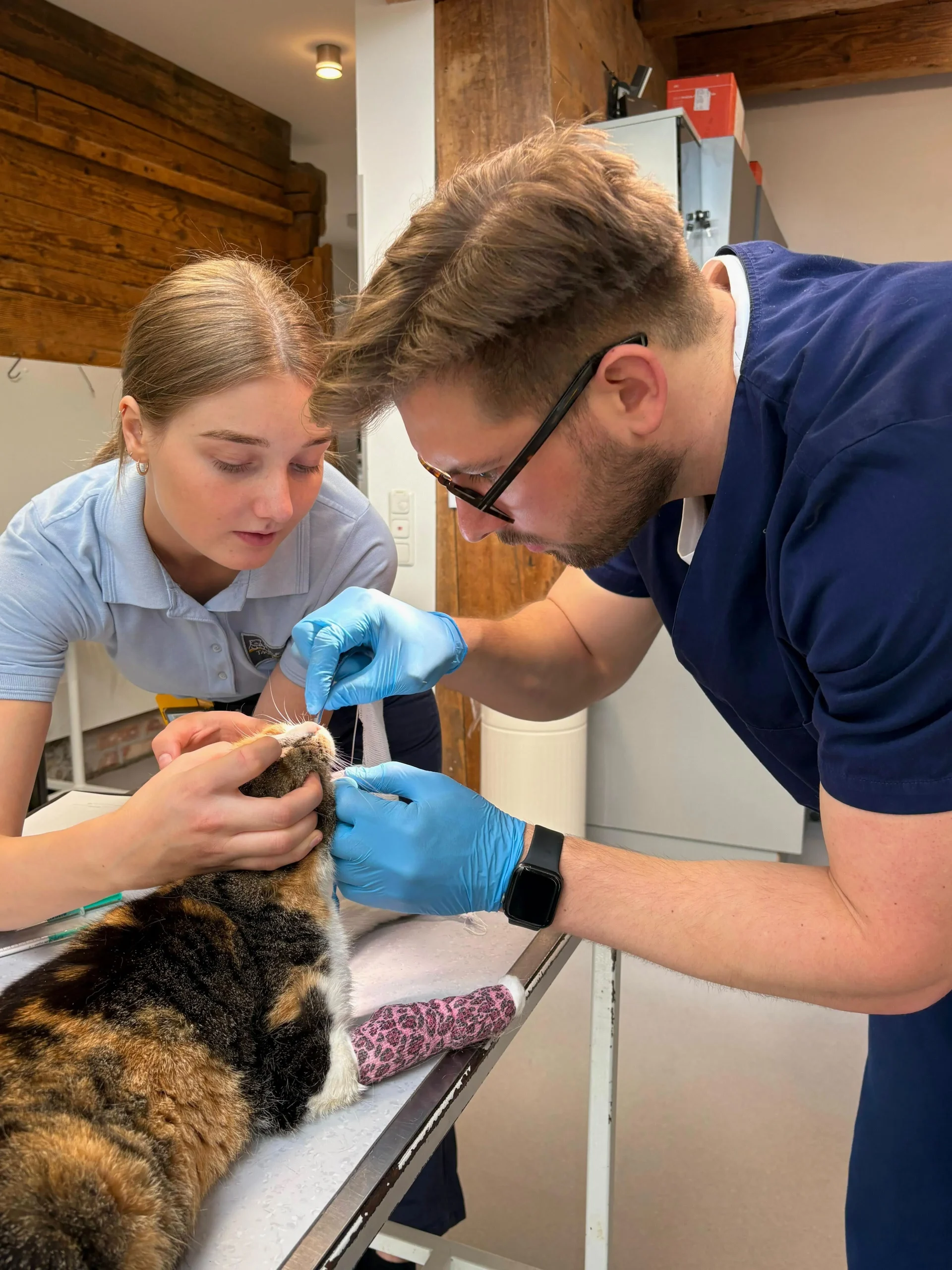Praktikant und Tiermedizinische Fachangestellte untersuchen gemeinsam eine Katze in der Tierarztpraxis.